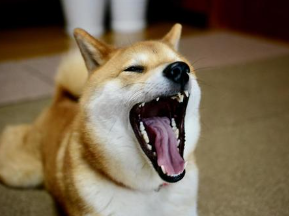 あくびをする柴犬の画像